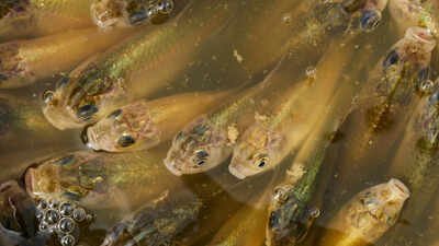 A stormwater pond in Calgary appears filled with Prussian carp A stormwater pond in Calgary appears filled with Prussian carp; the invasive fish can produce all-female clone-like offspring and spread through drainage routes
