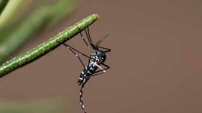 Representative image of Asian tiger mosquito Conservationists removed tens of thousands of invasive rats from a Pacific island to save its wildlife; they accidentally wiped out an aggressive mosquito species too