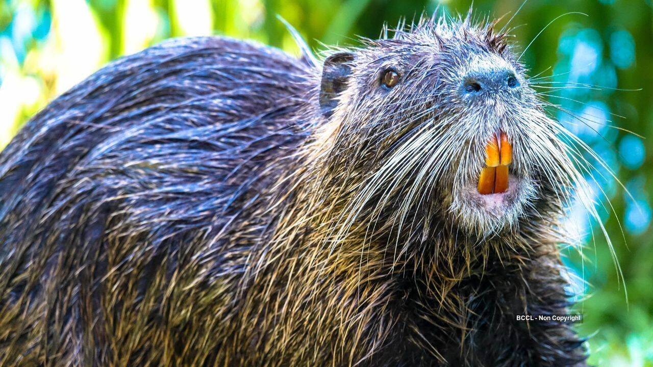 Nutria