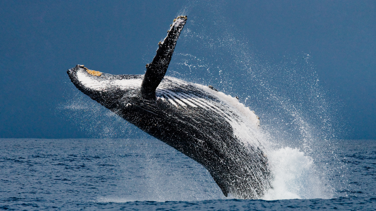 Humpback Whale