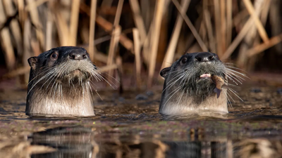 These otters are not part of the study. (Image Credit: Harry Collins Photography/Shutterstock) California researchers surveyed Point Reyes lagoon 19 times and found 73 pelicans killed by river otters; some birds have now begun flying away when otters approach