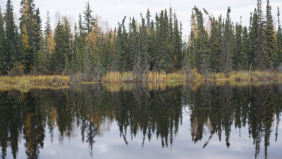 Spruce and birch trees are seen tilting along the edge Stevens Pond on the University of Alaska Fairbanks campus on Sept. 18, 2022. Boreal forests shade northern permafrost so effectively that summer thaw stays about one metre shallower; researchers estimate their canopies keep 59 billion tonnes of carbon frozen