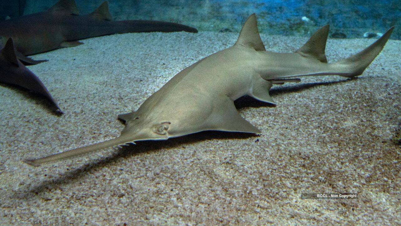 Sawfish
