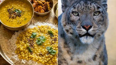 How this Himalayan herb used in Dal Bhat Thali is saving Nepal's snow leopards