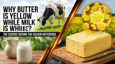 Why is butter yellow while milk is white? The science behind the colour difference