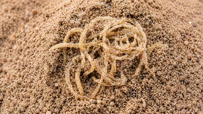 Archaeologists discover 4,000-year-old noodles in China, challenging the origins of the world's most popular dish