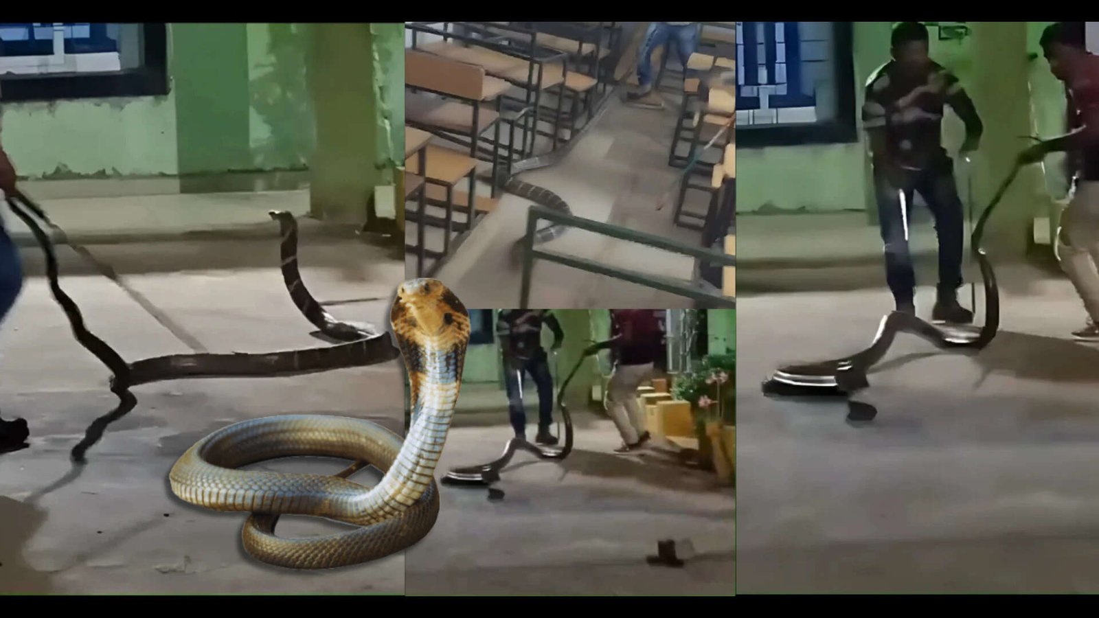 20-foot venomous snake found in India classroom.<br>