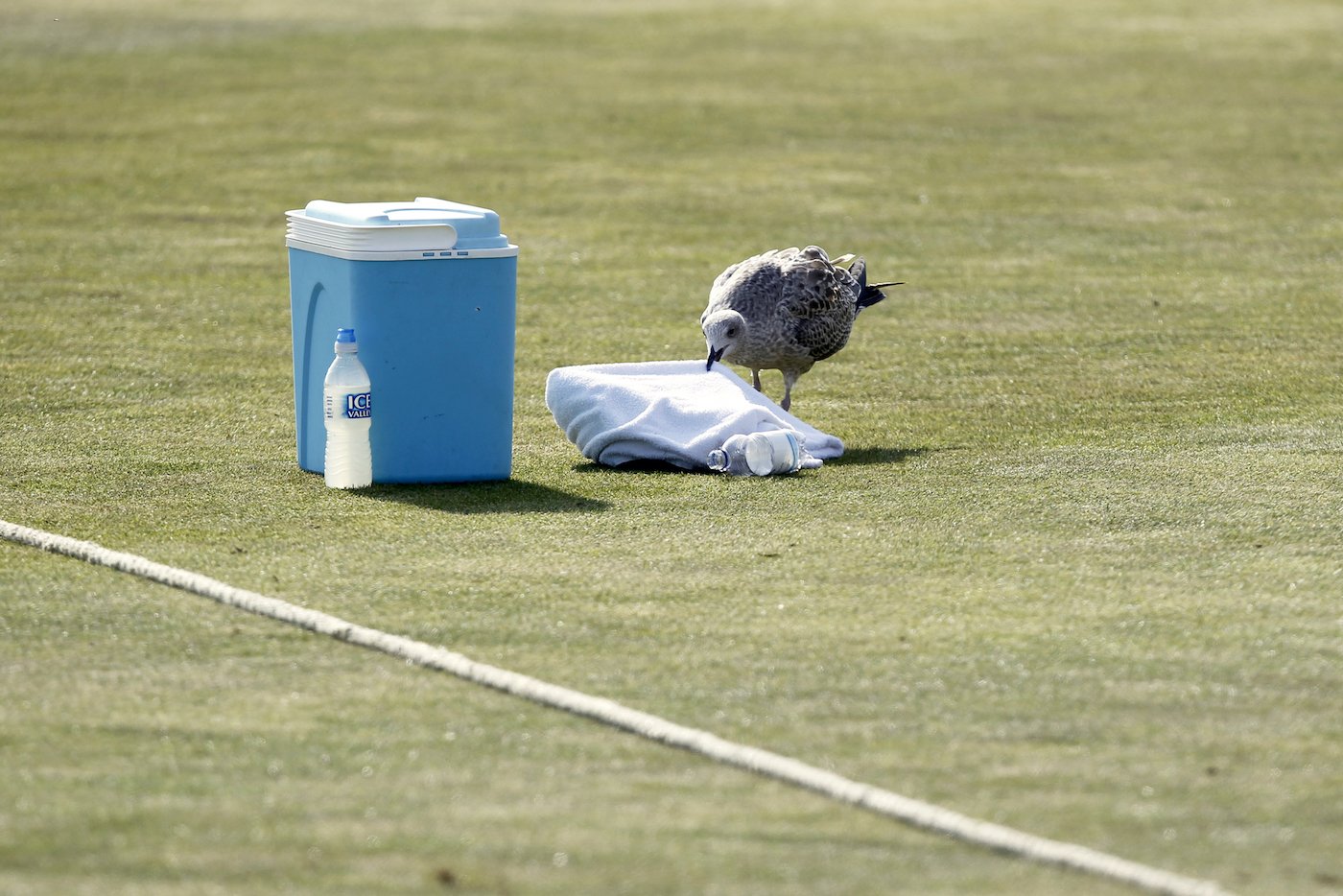 What Happens If a Cricket Ball Hits a Bird or Animal?