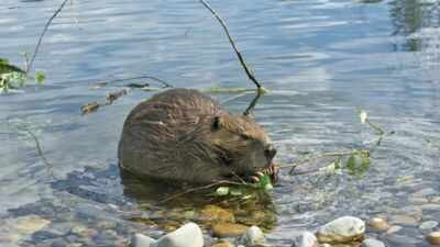 More than 40 years after the Mount St. Helens eruption buried a Washington river valley under volcanic sediment, 58 relocated beavers have helped restore the damaged landscape. (Representational AP photo) In 1980, Mount St Helens buried a river valley in volcanic sediment. Then 58 beavers helped turn the wasteland into a thriving wetland