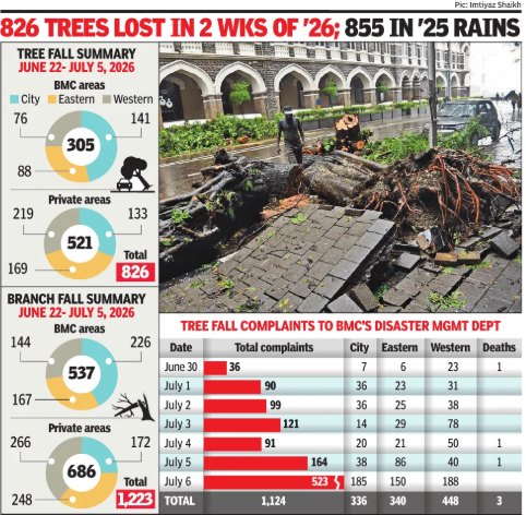 826 trees fell in just 14 days in Mumbai