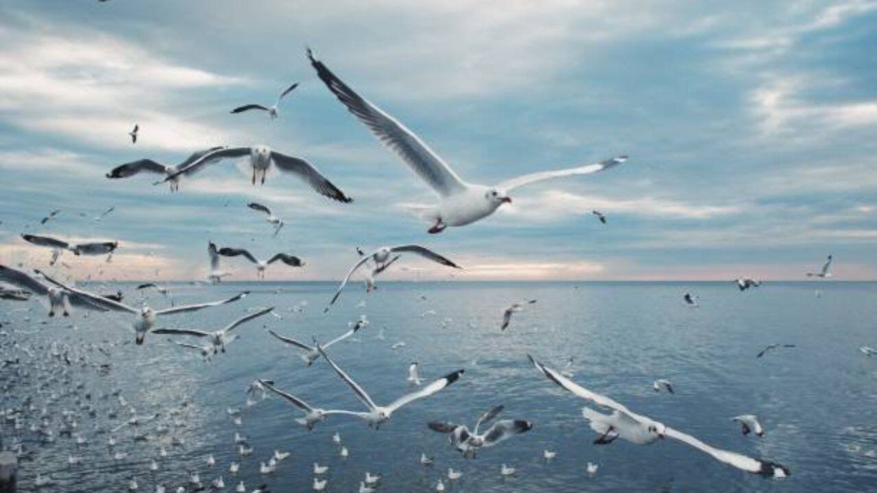 A changing food web<br><br>