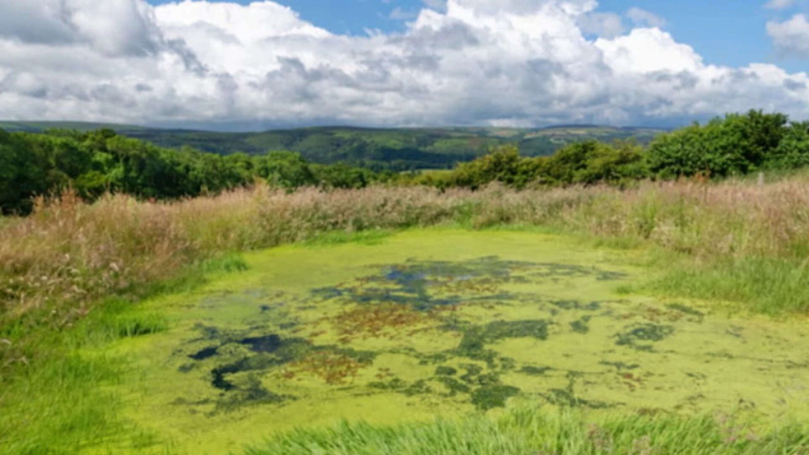 A pond at Holnicote Estate, Somerset