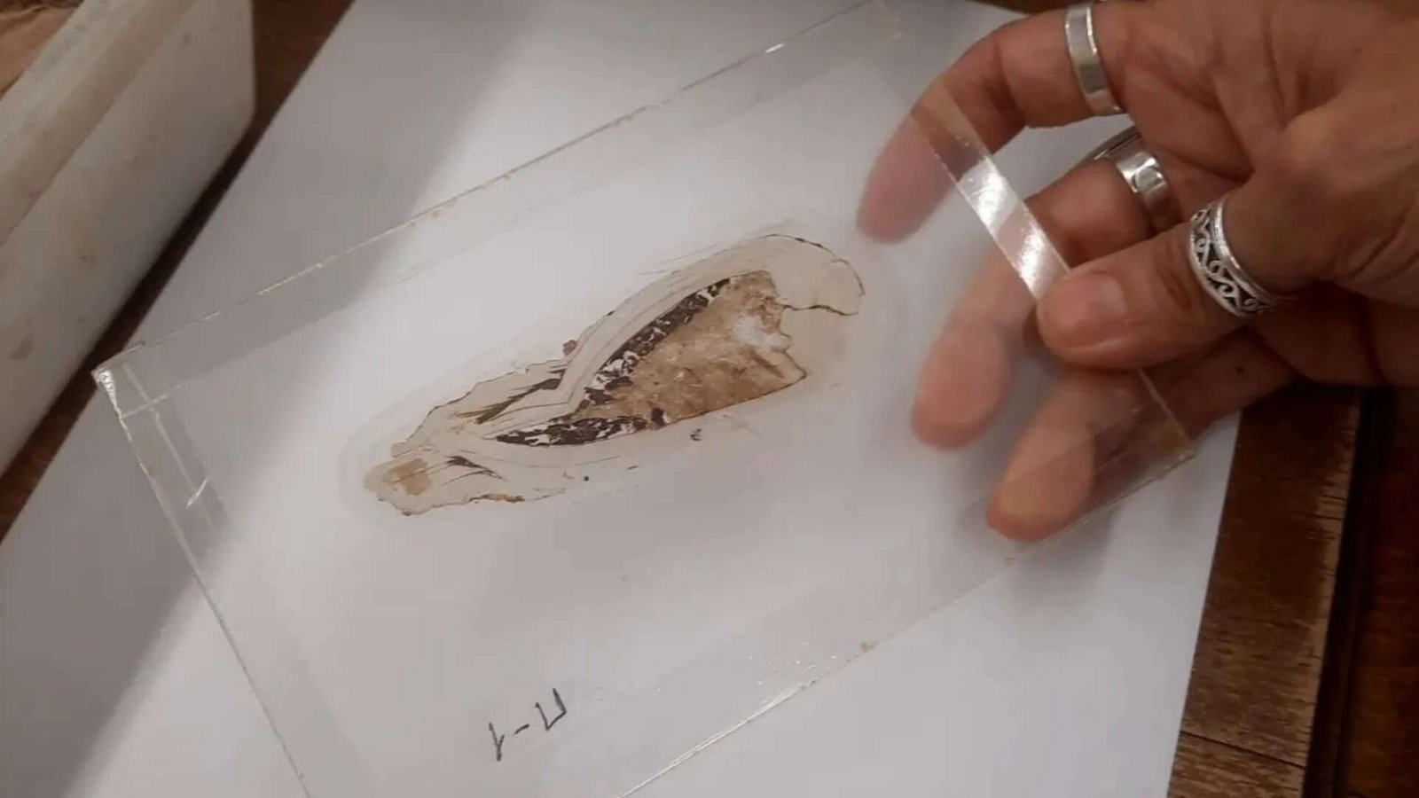 A 'pregnant' bivalve preserved with embryos and larvae<br>