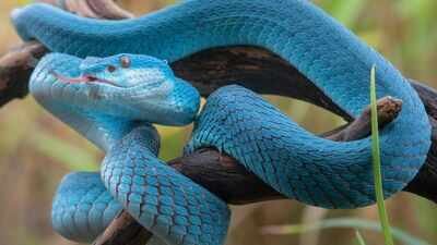 The deadliest snakebite hotspots around the world where travellers should think twice before visiting
