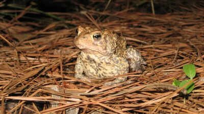 A vanished Houston Toad Texas released 3 million eggs to bring back a toad that disappeared from Houston 50 years ago; one male has now appeared in restored habitat