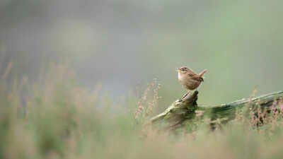 According to the research, a birdsong is shaped by both evolution and the environment. (Nature TTL) Researchers used AI to study more than 116,000 birdsong recordings from over 3,000 species and discovered that despite their huge variety, birdsongs across the world are built from only eight basic acoustic building blocks