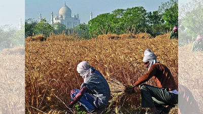 The report shows ‘girdawari’ was completed on time in less than half of India Statistics ministry flags serious gaps in agriculture data collection