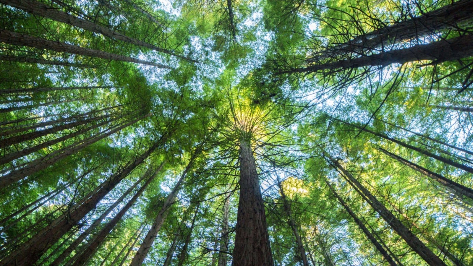 American forestland