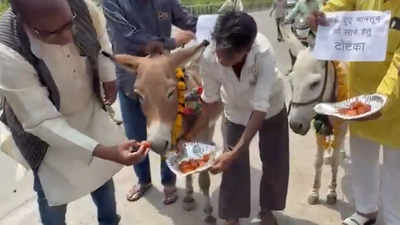 One of the participants said the ritual was performed to please Indra, the Hindu god of rain. Donkeys fed 'gulab jamuns' in ritual amid rainfall deficit in 35 MP districts; IMD says wet spell from Sunday