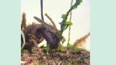 An ant (Camponotus renggeri), infected by a fungus, bites into a liverwort plant while holding onto nearby moss with its claws.Photo: IMA Fungus journal The Amazon’s zombie fungus manipulates ants into biting plants before death; scientists have now found it living silently inside mosses more than 10 metres away