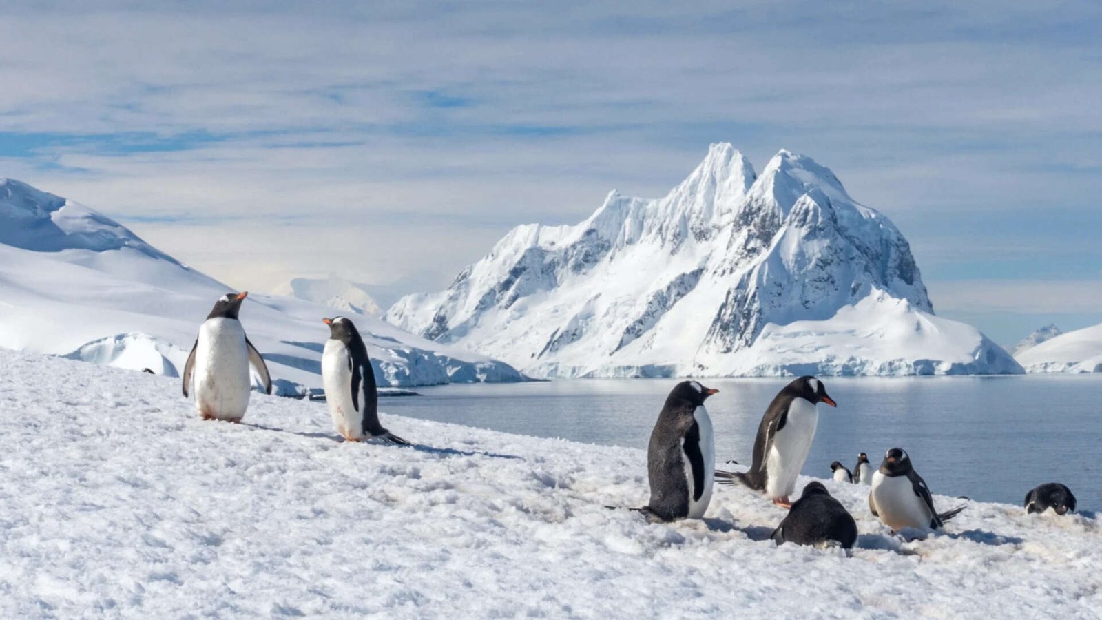 Antarctica has one of the harshest environments in the entire world