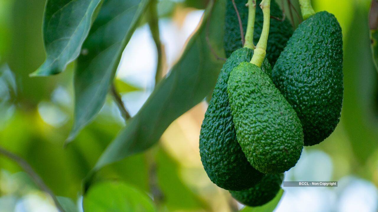 Avocado farming (representative image)