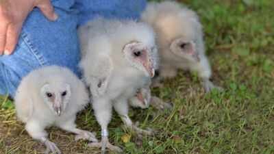 Representative image Six fluffy barn owlets were found nesting on a farm near Peterborough, bringing good news after the farm faced six suspected arson attacks this summer