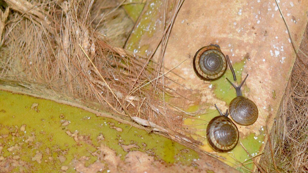 Bermuda snails were native to the island