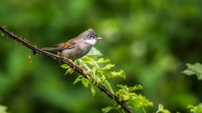 Mosquito species in the UK are potential carriers of avian malaria, new study finds