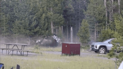 A bison attacked in man in Yellowstone National Park Watch: Bison flings man eight feet into air in dramatic attack at US Yellowstone National Park