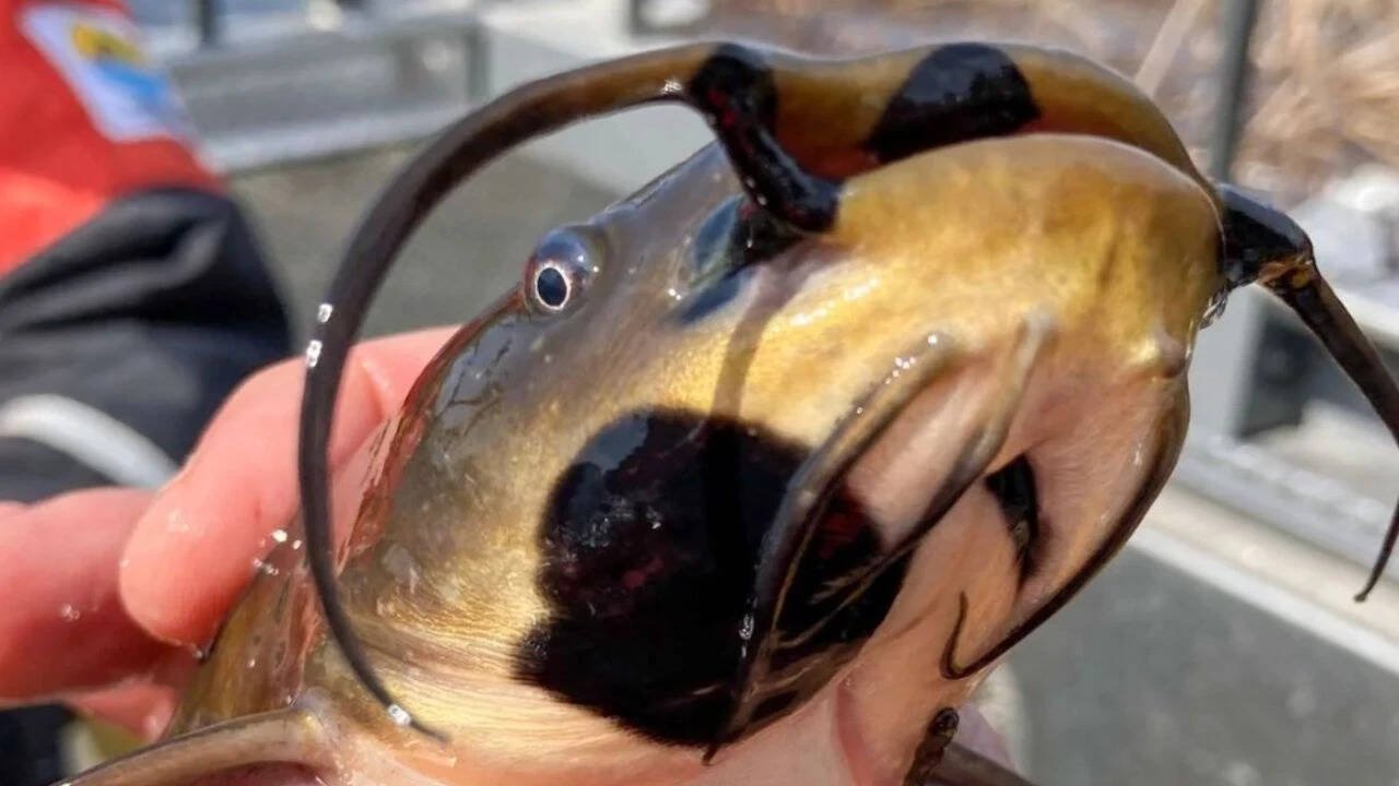 Catfish with lesions