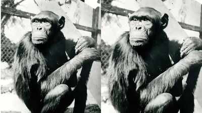 Chimpanzee Sultan (Image Credit: Zentrum für Geschichte der Psychologie, Julius-Maximilians-Universität Würzburg via University of Auckland) Famous chimpanzees solved puzzles that changed how humans understood intelligence, but their move to Berlin had a tragic ending