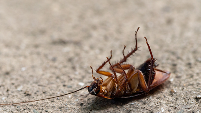 Image: Canva Cockroaches can survive without their heads for a week: The science behind one of nature's toughest insects