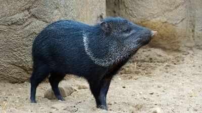 Collared peccaries vanished from Uruguay after the 1800s; a 17-year breeding effort returned them to forests where a new generation has now been born