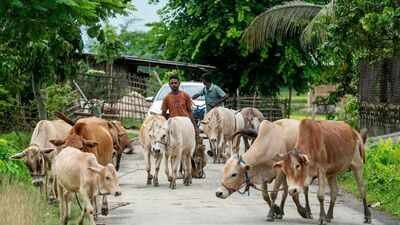 The Madras high court in May imposed a blanket ban on the slaughter of cows and calves during Bakrid. SC stays Madras HC order directing total ban on cow slaughter during Bakrid
