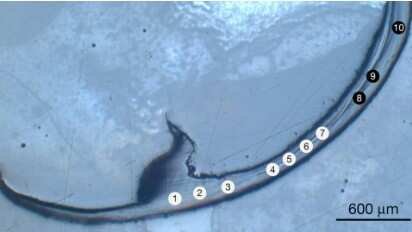 Cross-section of bristle worm jaw showing labeled indentation test sites