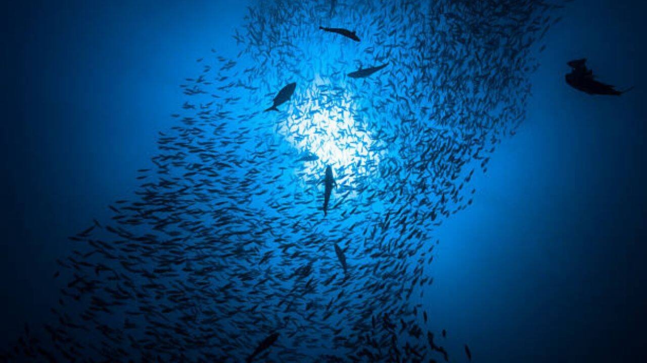 Cryptobenthic fish versus invertebrates<br><br>