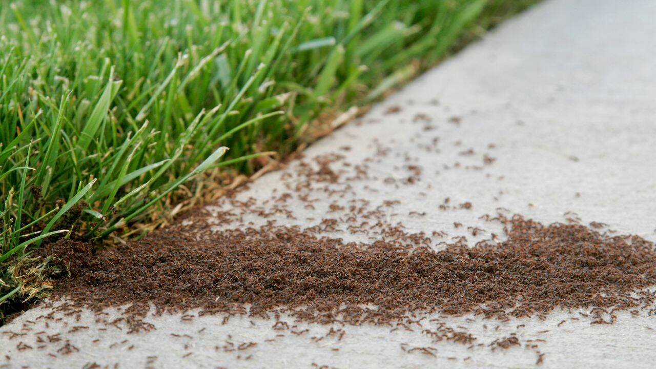 DE can kill ants naturally