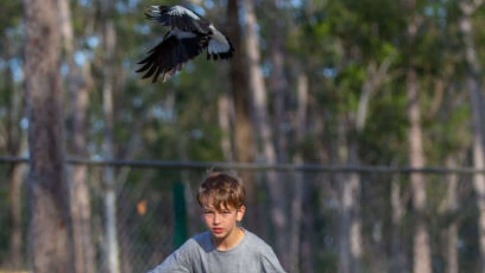 Do crows develop grduges accidentally?