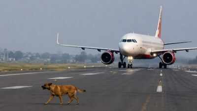 Dog on runway forces Air India express flight to abort take-off in Pune (AI mage used for representational purpose only). Dog spotted on Pune runway, flight to Jaipur aborts take-off at last second
