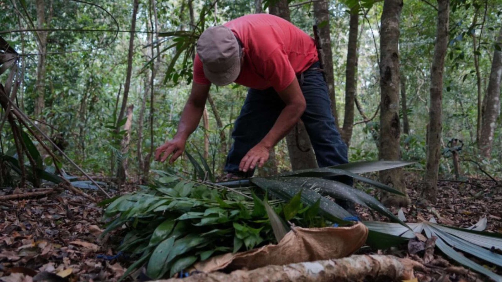 Each year, workers from the Carmelita cooperative harvest only two trees from every 1,000 hectares