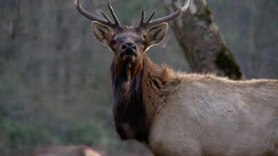 Elk were once found across much of North Carolina but disappeared from the state many years ago North Carolina spent 25 years rebuilding an elk population that had disappeared from the state; in 2027, it will allow its first limited hunt with just two permits