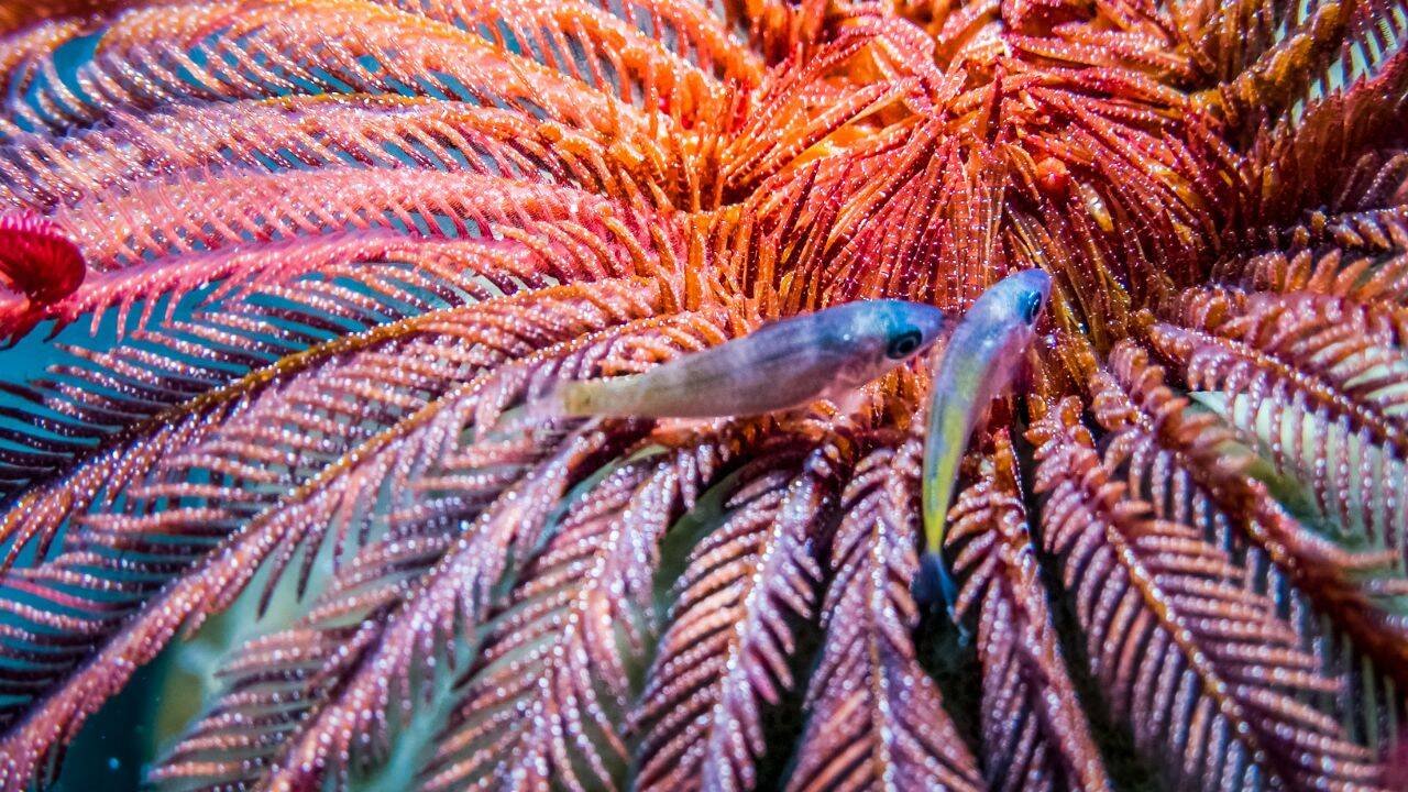 feather star