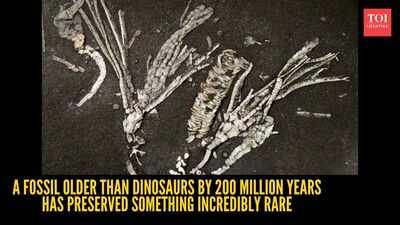 Crinoid Soft Tissue FossilPhoto credit: OU News A fossil older than dinosaurs by 200 million years has preserved something incredibly rare