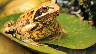 Representative image Scientists warmed tadpole habitats and found frogs, toads and salamanders may change their diet as temperatures rise, revealing a hidden survival strategy under climate change