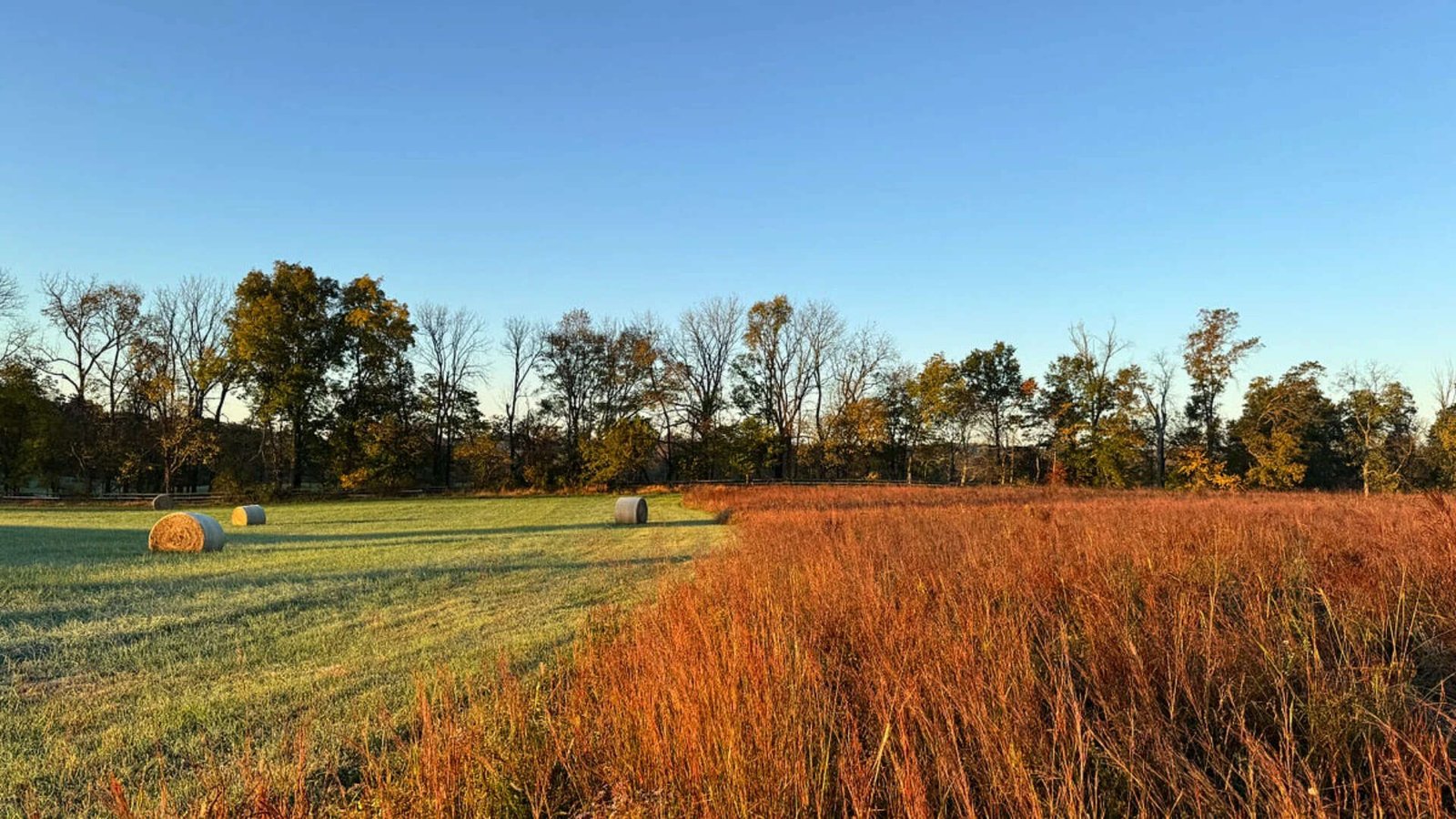 From hayfield to native meadow<br>