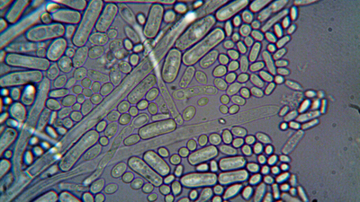 German scientists discovered naturally occurring microbes that removed 95% of dissolved uranium from contaminated water