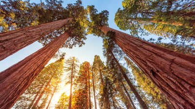 Giant Sequoias and fire These ancient trees need fire to reproduce, but modern wildfires are now killing them