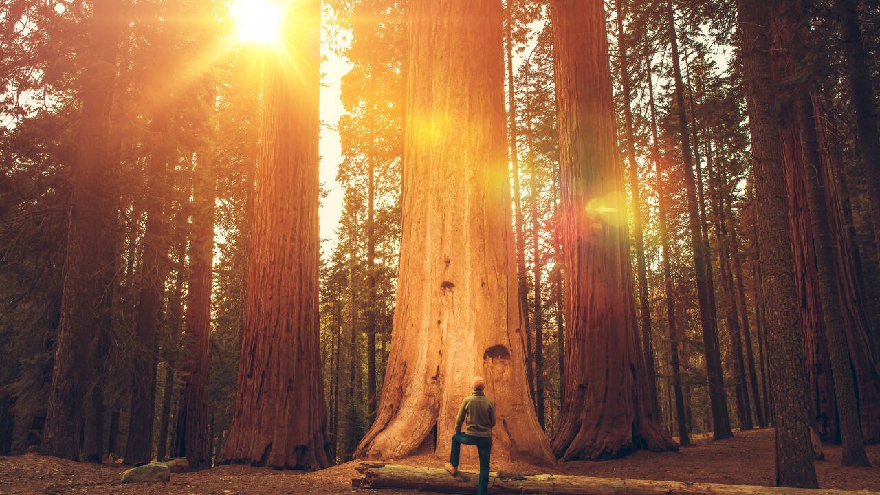 Giant Sequoias history