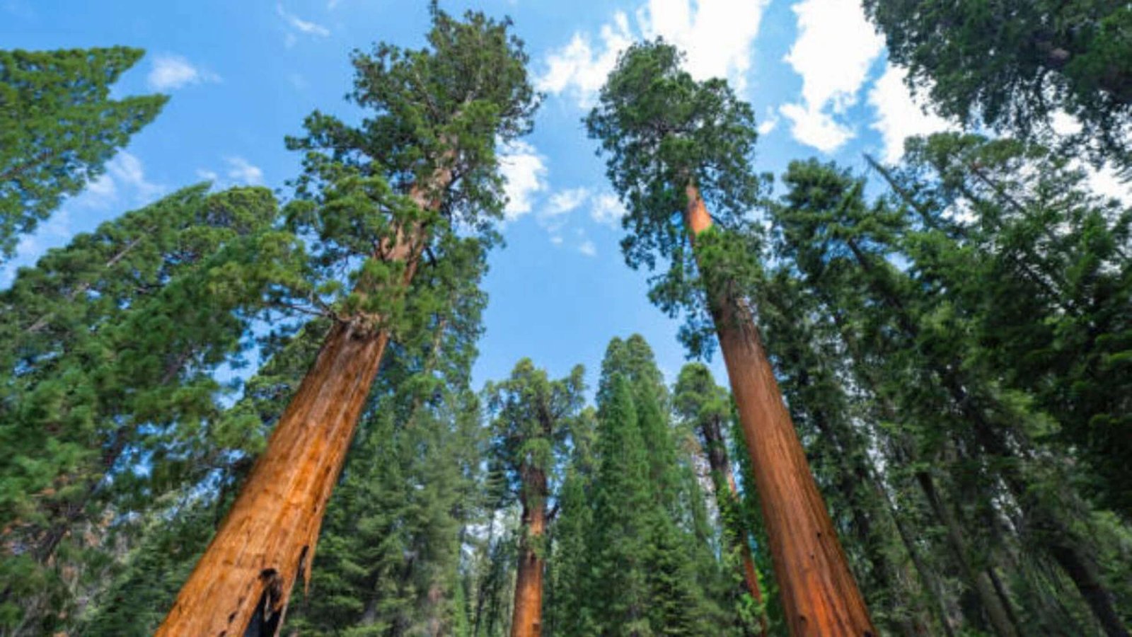 Giant sequoias
